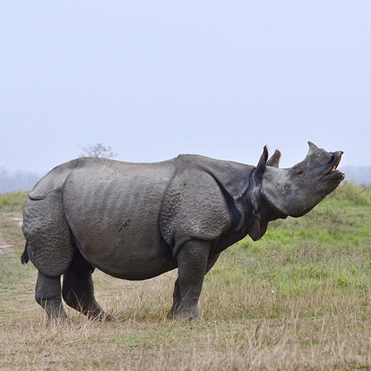 rhinoceros